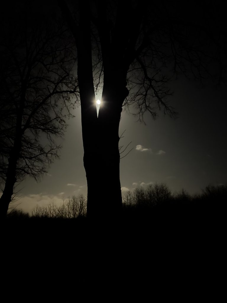 Lindenbaum vor Mond Nachthimmel